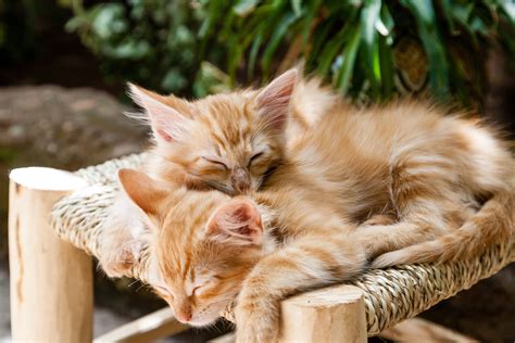 Free Images : animal, cute, fur, young, kitten, sleeping, feline, striped, pets, whiskers, kitty ...