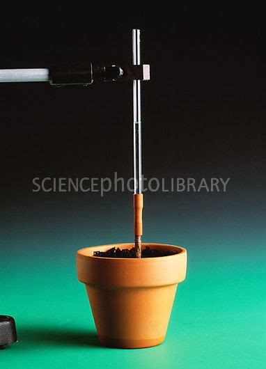 root pressure experiment - Brainly.in