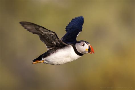 Puffin Flying | Skomer Island | iesphotography | Flickr