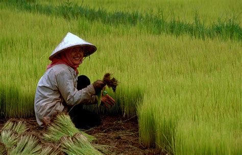 File:Rice 02.jpg - Wikipedia