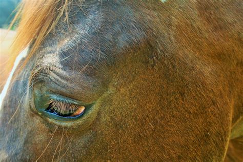 Brown Horse Head Close Up Free Stock Photo - Public Domain Pictures