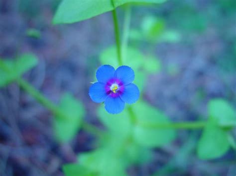 Free picture: small, blue flower