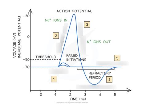 8.3 Understand how a nerve impulse (action potential) is conducted ...