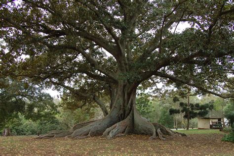 Under the Fig Tree | Tablet of her Heart