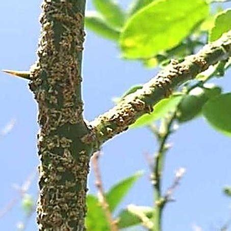 Infected lime Leaves showing typical symptoms of citrus bacterial ...