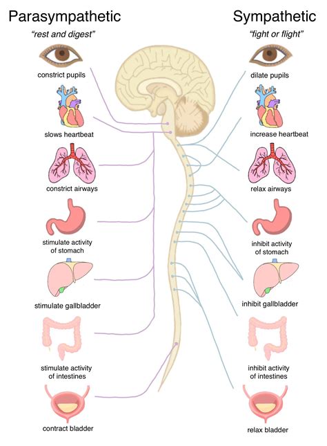 Parasympathetic Nervous System