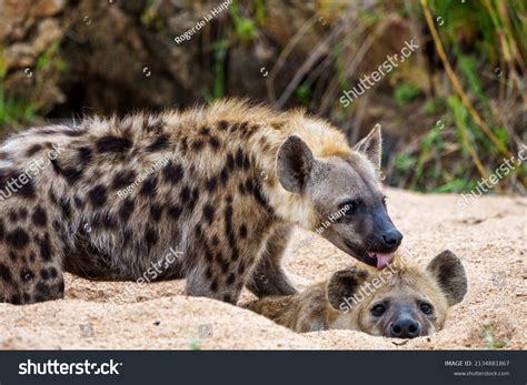 Spotted Hyena Laughing Hyena Crocuta Crocuta Stock Photo 2134881867 | Shutterstock