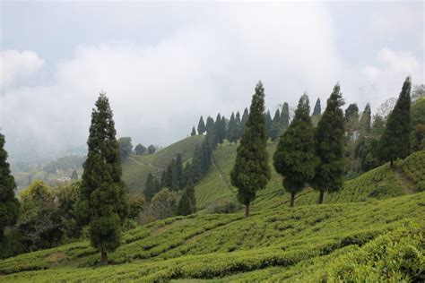 Darjeeling Tea Garden in India - PixaHive