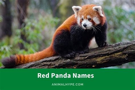 280 Adorable Red Panda Names for Forest's Cutest Rascals - Animal Hype