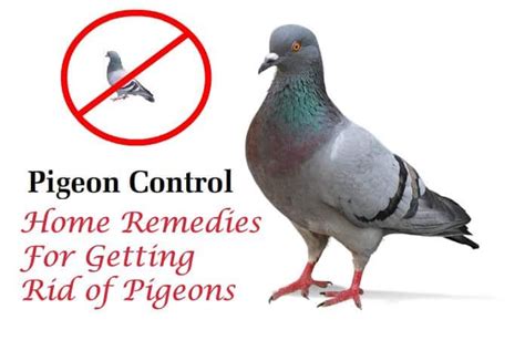 18 Simple and Effective Home Remedies For Getting Rid of Pigeons Fast