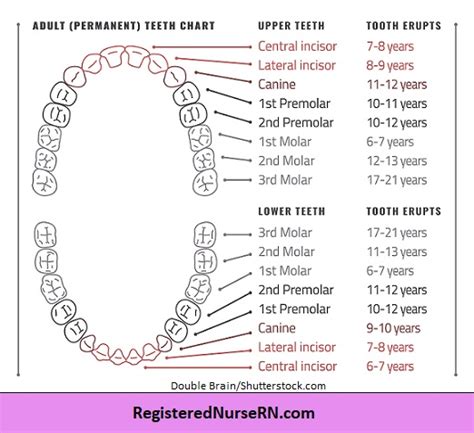 Types of Teeth and Their Functions: Incisors, Canines, Premolars, and ...