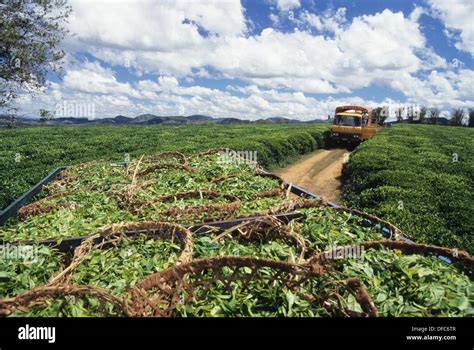 harvesting in tea plantation camellia sinensis of Sahambavy, Republic ...