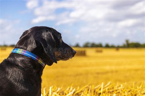 Wheat Field Hay Bail stock photo. Image of animal, farm - 227935562