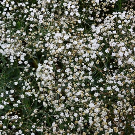 Gypsophila paniculata (Gypsophila paniculata) - PictureThis