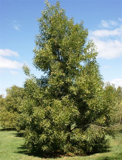 Blackwood - Victorian Native Seed