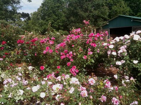 What Is The Proper Spacing When Planting Roses? - FineGardening