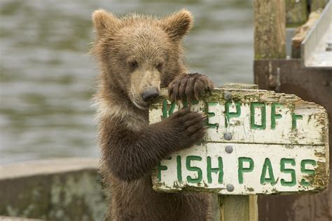 Free Images : nature, cute, wildlife, wild, sign, zoo, young, mammal, baby, fauna, brown bear ...
