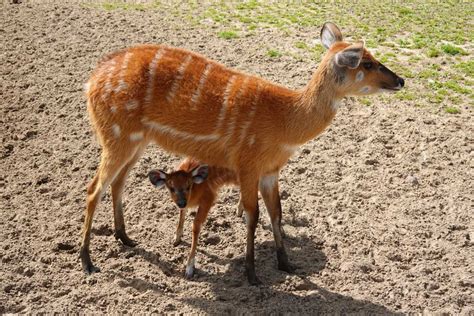 15 Wild Animals in Benin [Wildlife in Benin] - Kevmrc