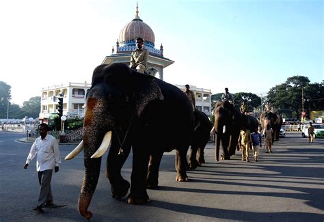 Dasara elephants in Mysuru