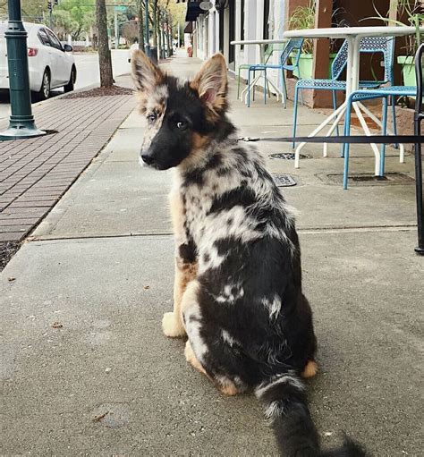 German Shepherd x Australian Shepherd | Shepherd puppies, Dogs and puppies, Puppies