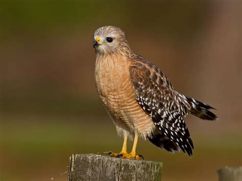 Red-tailed Hawk vs Red-shouldered Hawk: What Are The… | Birdfact