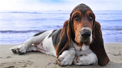 209+ Basset Hound Names (BEST 2024 Ideas) - Blog Of Tom