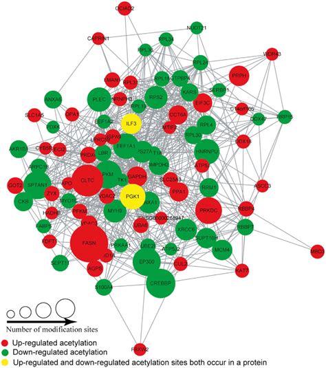 Protein-protein interaction network of acetylation proteins in... | Download Scientific Diagram