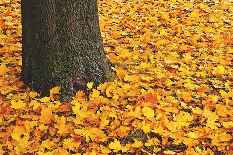 fall tree, leaves, ground, forest, Fall, tree, nature, autumn | Piqsels
