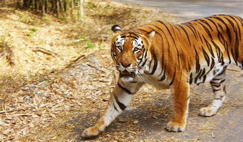 Free stock photo of animal, bengal tiger, forest