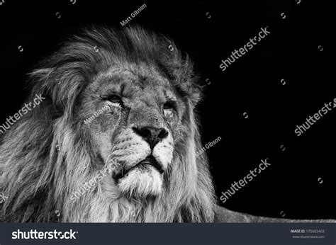 Portrait Lion Black White Stock Photo 175003403 | Shutterstock