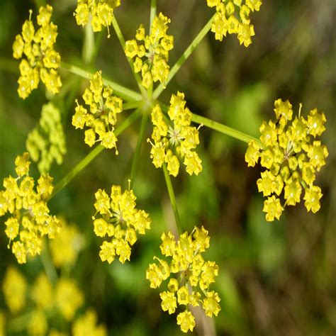 Wild Parsnip Wildflower Seed - | John Chambers