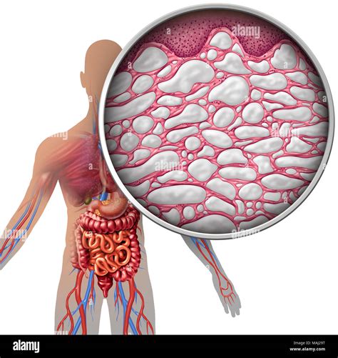 Interstitium human body anatomy with organs concept as connective ...