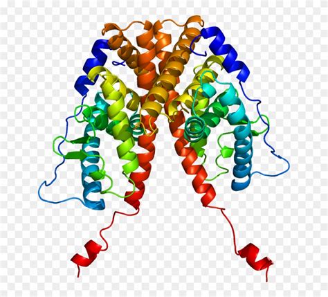 Post-treatment Mutations In Estrogen Receptor Gene - Estrogen Receptor Alpha Structure Clipart ...