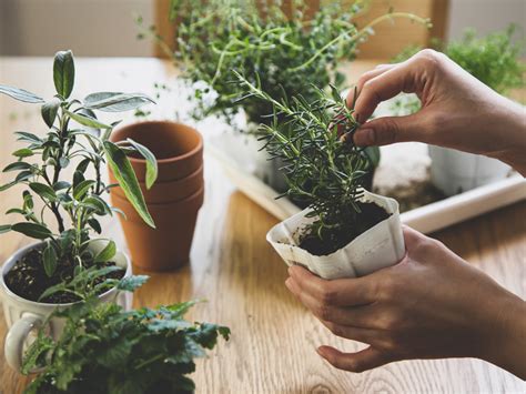 13 Best Fragrant Herbs To Grow Indoors - Zeelyfe