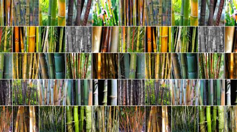 Different Types of Bamboo - Bamboo Bob