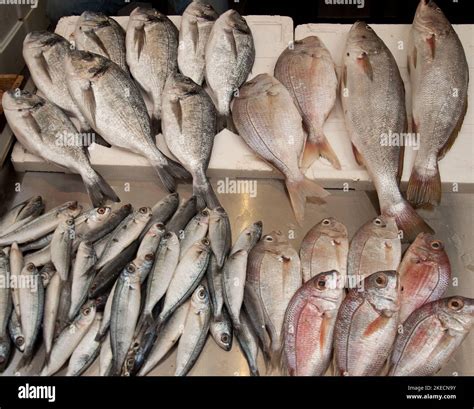 Fish, Food Stall, Tripoli Souk, Tripoli, Lebanon Stock Photo - Alamy