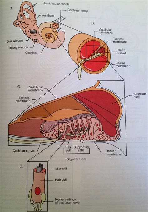 Inner ear structures #ear #anatomy #ear #hearing | Ear structure, Tinnitus cure, Ear anatomy