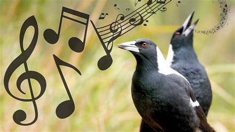 Australian Magpies Non-Stop Singing Compilation: Warbling & Carolling ( Complex Calls ) - YouTube