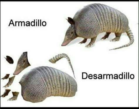 Armadillo/desarmadillo