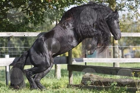 Friesian horse..jump | Pretty horses, All horse breeds, Black horses