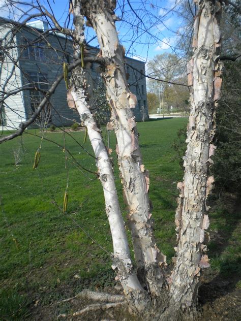 The Trees of Swarthmore's Campus: Paper Birch, Betula papyrifera