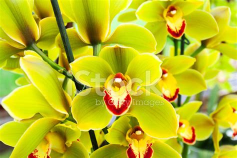 Green Orchids Stock Photo | Royalty-Free | FreeImages