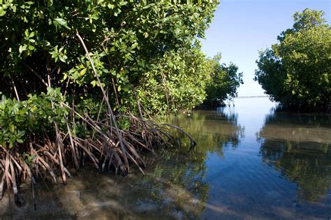 What are Mangroves? – Mangroves and Coral Reefs