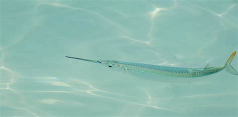 Needle Nose Fish, by Mark Klinchin | St. John Flora and Fauna | Pinterest | Photos, Gulf of ...