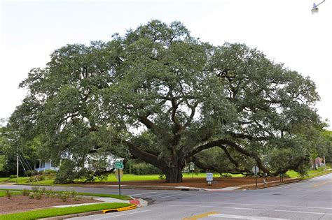 The Blessings Pour Out: Where in the World? Wednesday – Georgia State ...