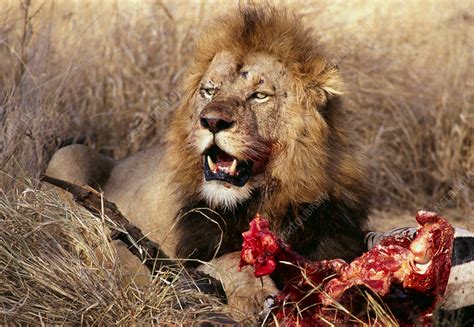 Male lion feeding - Stock Image - Z934/0292 - Science Photo Library