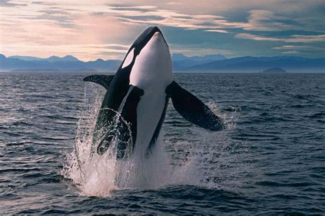 Orcas (Orcinus orca) | New Scientist