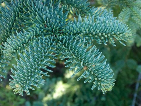 Noble Fir Christmas Tree | Abies, Noble fir christmas tree, May garden