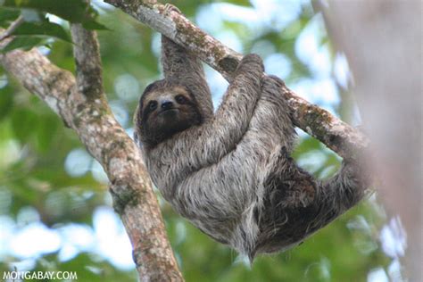 The secret to the surging popularity of sloths: viral Web videos