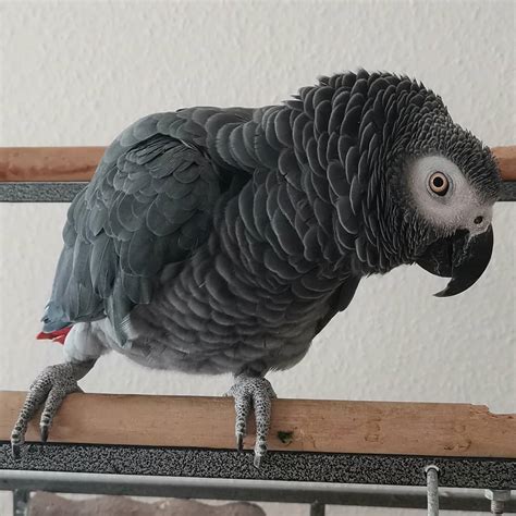 Congo African Grey For Sale - Terry's Parrot Farm